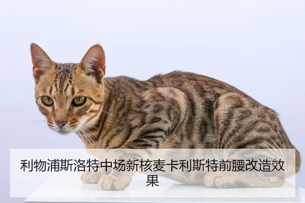 利物浦斯洛特中场新核麦卡利斯特前腰改造效果
